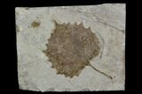 Fossil Sycamore Leaf (Platanus) - Nebraska #130423-1